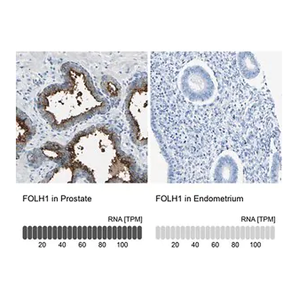 Merck Anti-FOLH1 antibody produced in rabbit