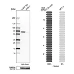 Merck Anti-FRMD5 antibody produced in rabbit