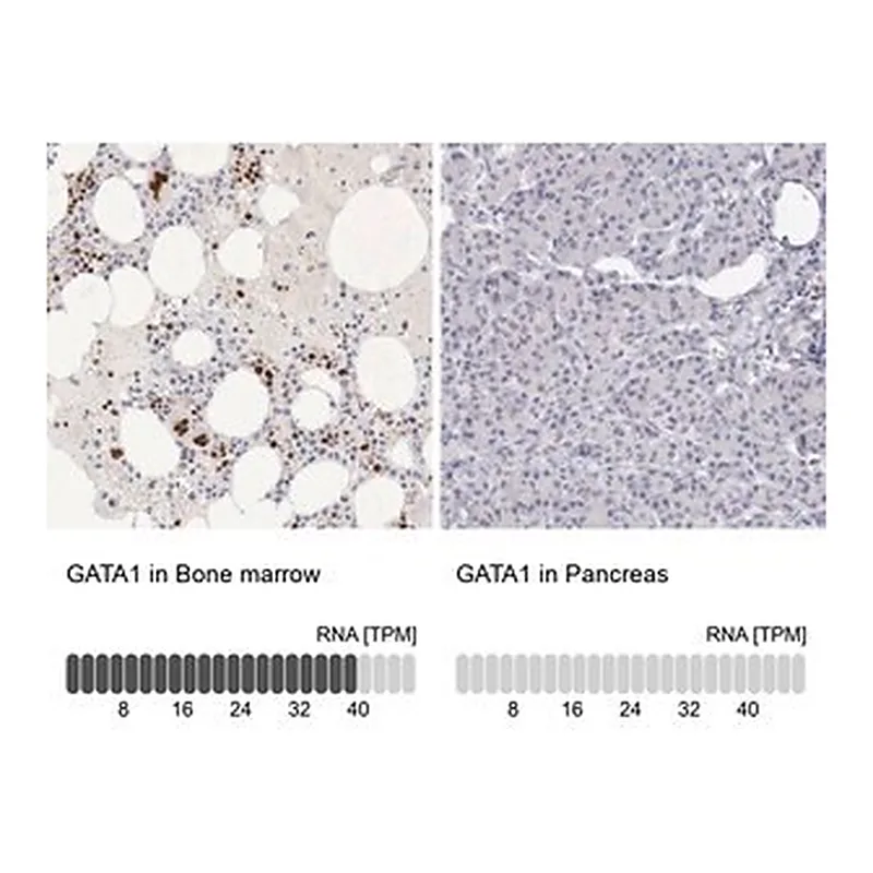Merck Anti-GATA1 antibody produced in rabbit