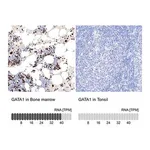 Merck Anti-GATA1 antibody produced in rabbit