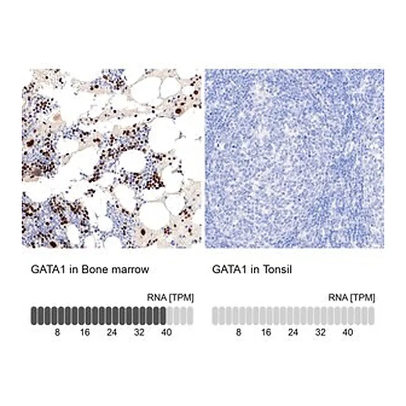 Merck Anti-GATA1 antibody produced in rabbit
