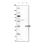 Merck Anti-GATAD1 antibody produced in rabbit