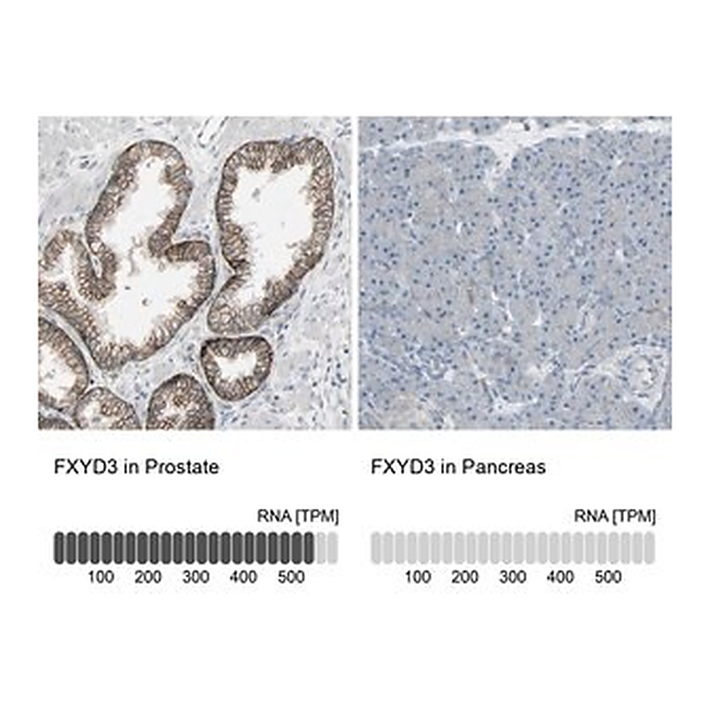 Merck Anti-FXYD3 antibody produced in rabbit