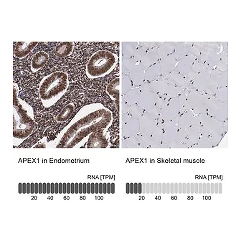 Merck Anti-APEX1 antibody produced in rabbit