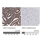 Merck Anti-APEX1 antibody produced in rabbit