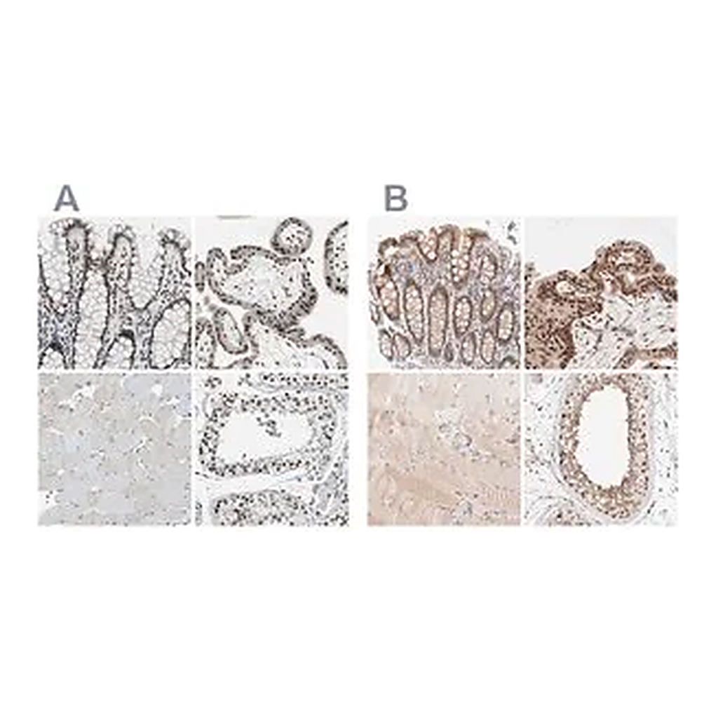 Merck Anti-GATAD2A antibody produced in rabbit