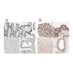 Merck Anti-GATAD2A antibody produced in rabbit