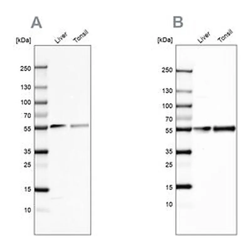 Merck Anti-GC antibody produced in rabbit