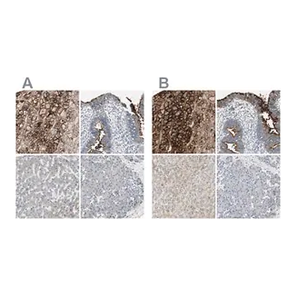 Merck Anti-ALPL antibody produced in rabbit