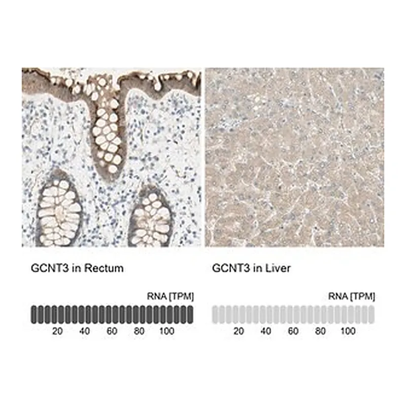Merck Anti-GCNT3 antibody produced in rabbit