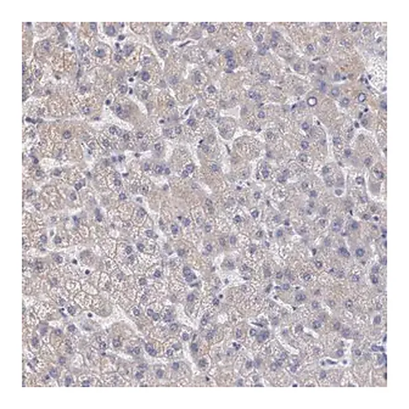 Merck Anti-AMBP antibody produced in rabbit