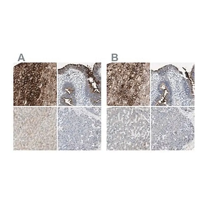 Merck Anti-ALPL antibody produced in rabbit