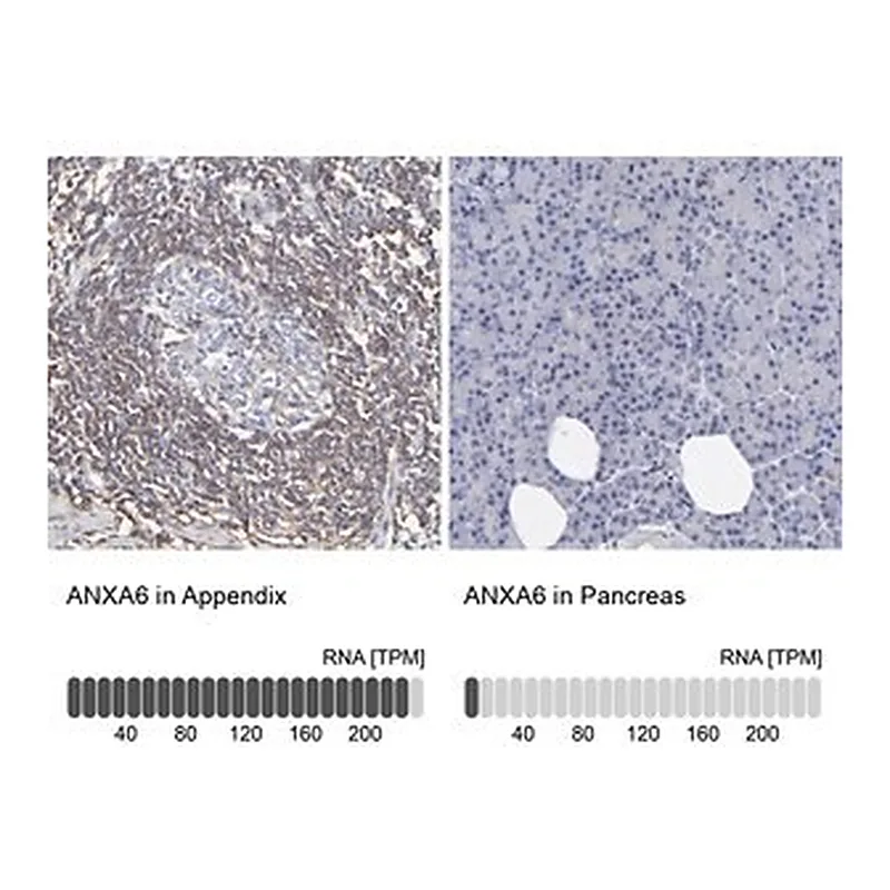 Merck Anti-ANXA6 antibody produced in rabbit