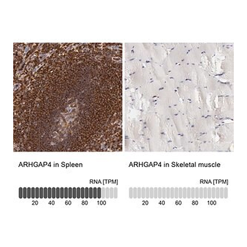 Merck Anti-ARHGAP4 antibody produced in rabbit