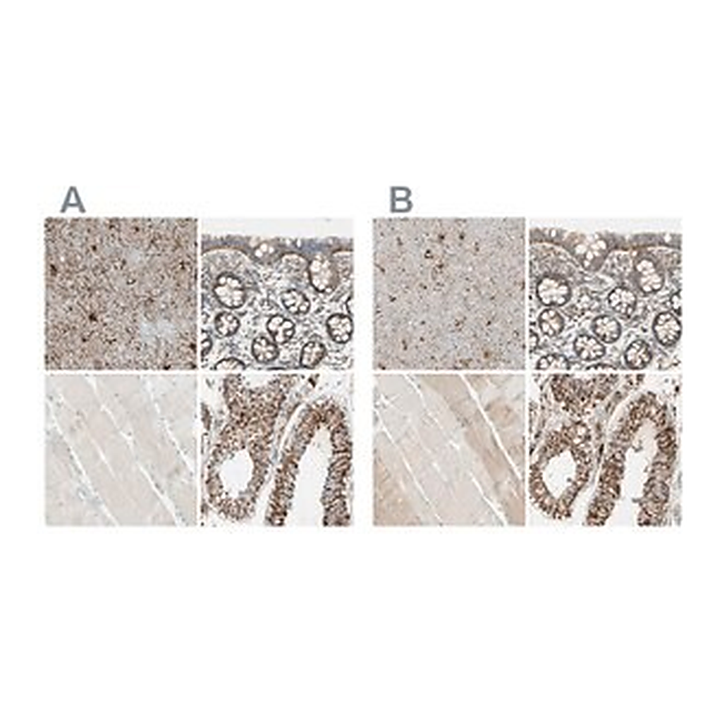 Merck Anti-ARMC10 antibody produced in rabbit