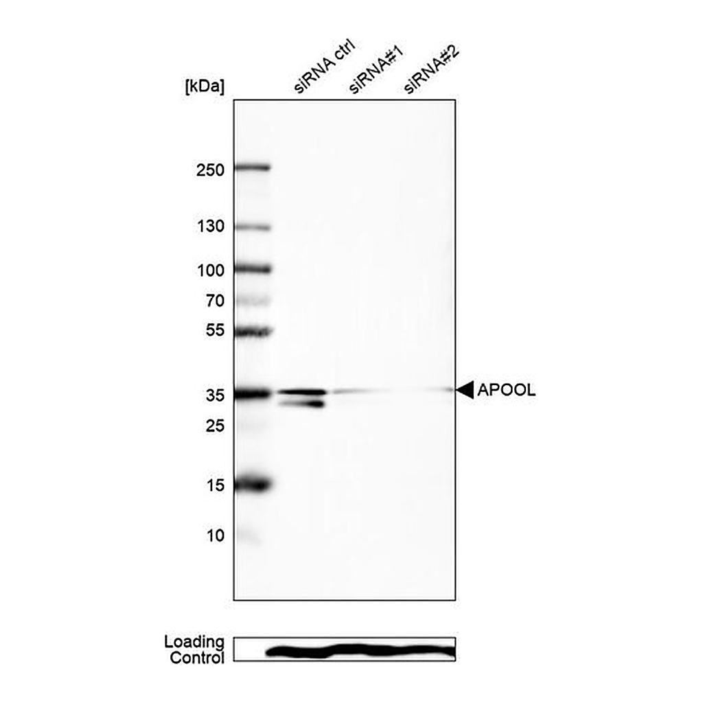 Merck Anti-APOOL antibody produced in rabbit