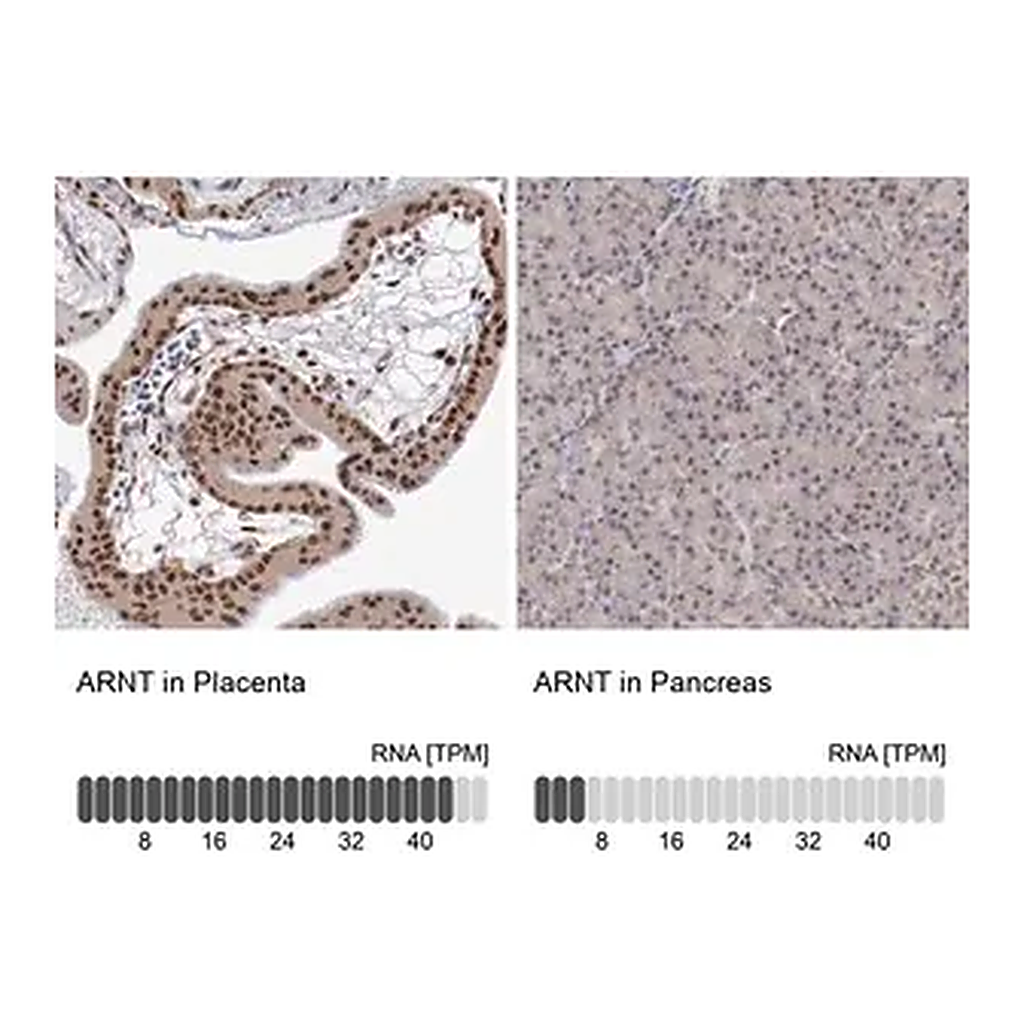 Merck Anti-ARNT antibody produced in rabbit