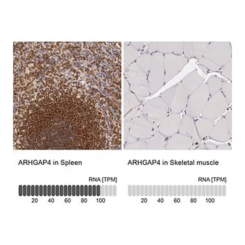 Merck Anti-ARHGAP4 antibody produced in rabbit