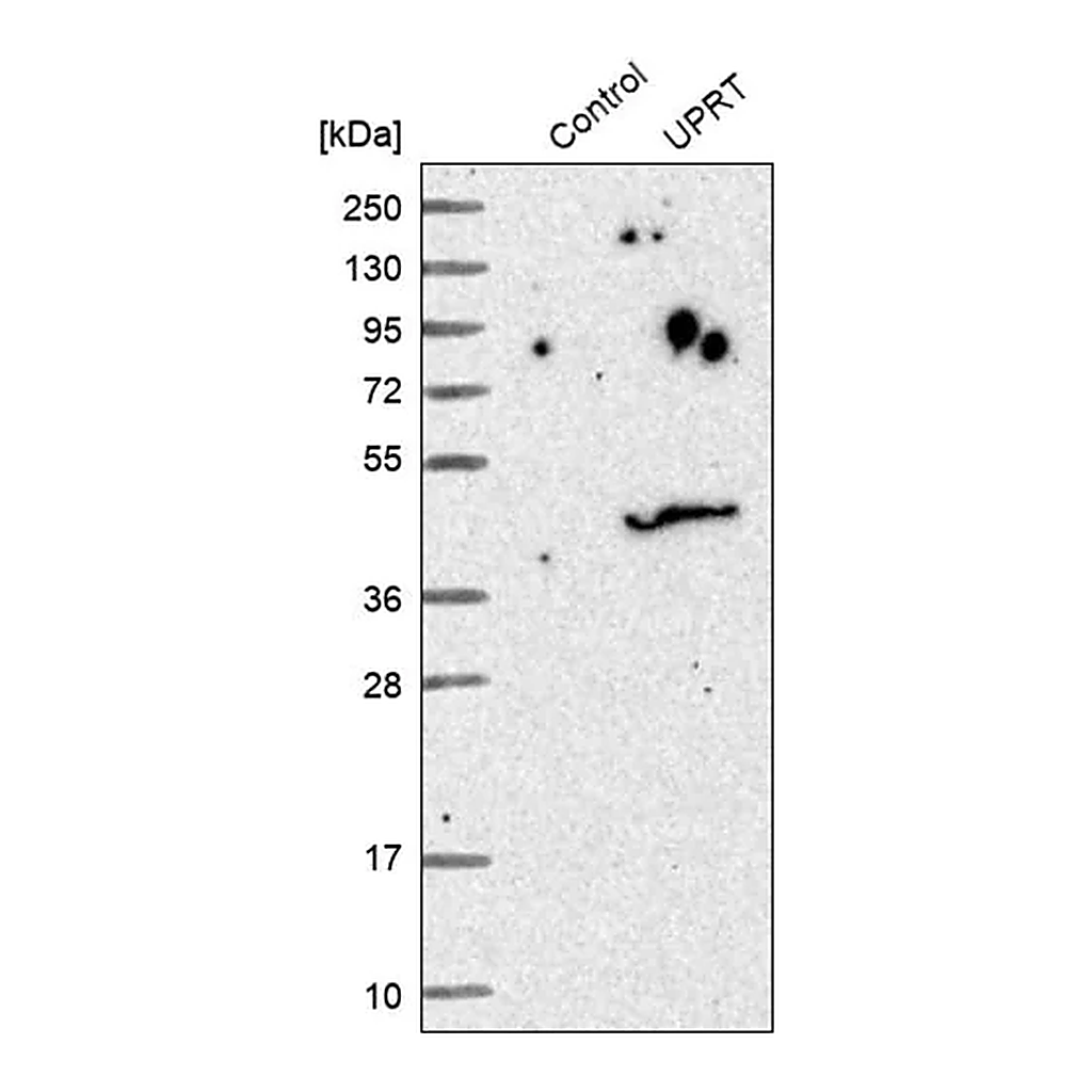 Merck Anti-UPRT antibody produced in rabbit