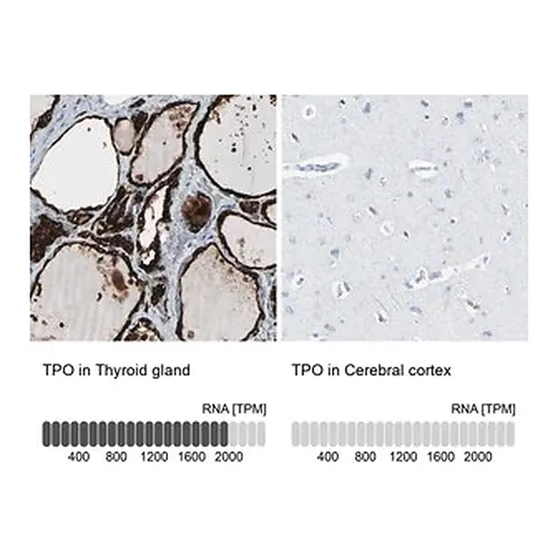 Merck Anti-TPO antibody produced in rabbit