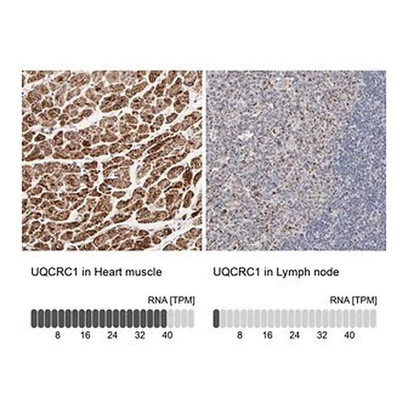Merck Anti-UQCRC1 antibody produced in rabbit