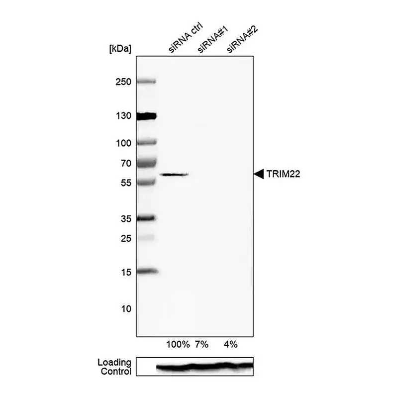 Merck Anti-TRIM22 antibody produced in rabbit