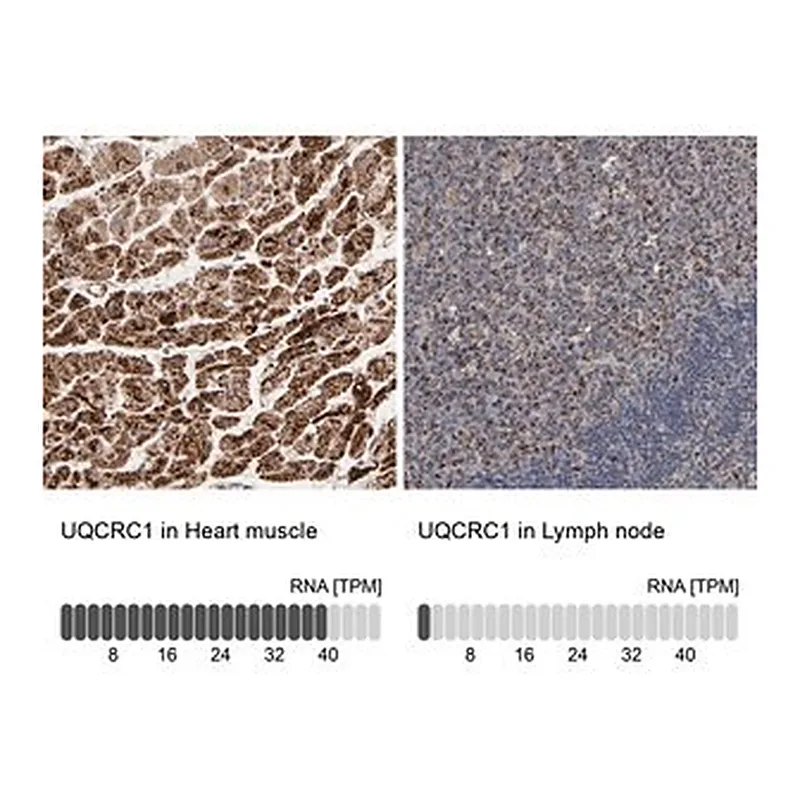 Merck Anti-UQCRC1 antibody produced in rabbit