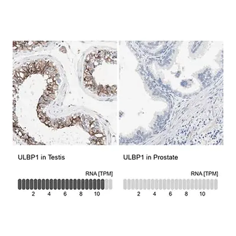 Merck Anti-ULBP1 antibody produced in rabbit