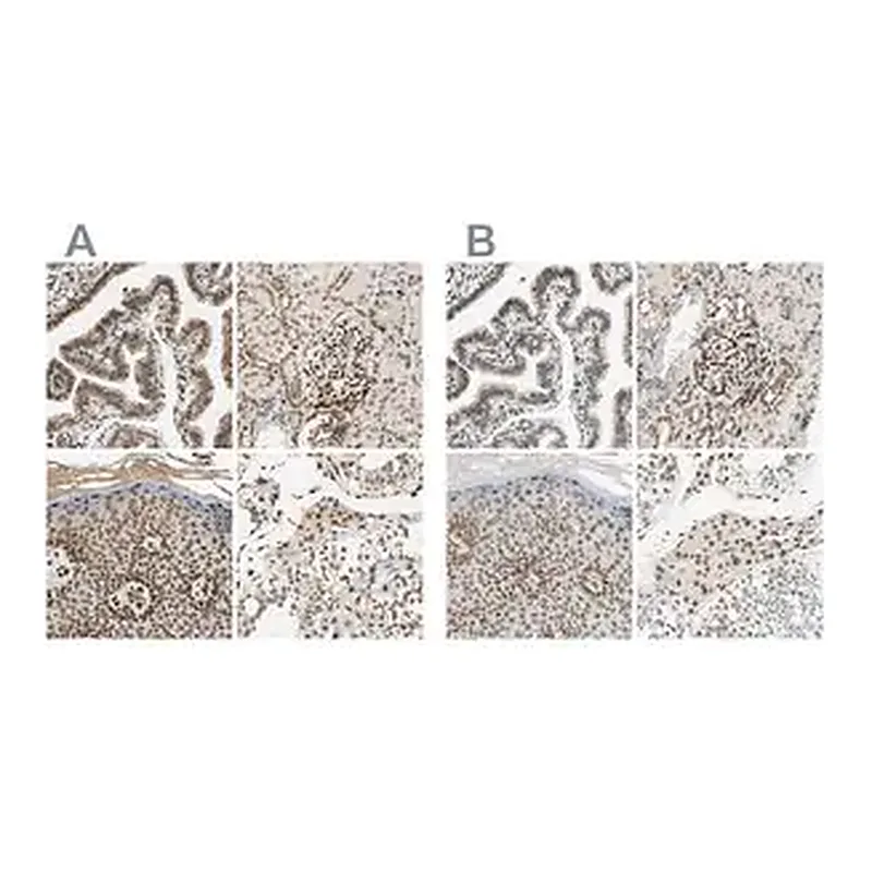 Merck ANTI-SUN1 antibody produced in rabbit