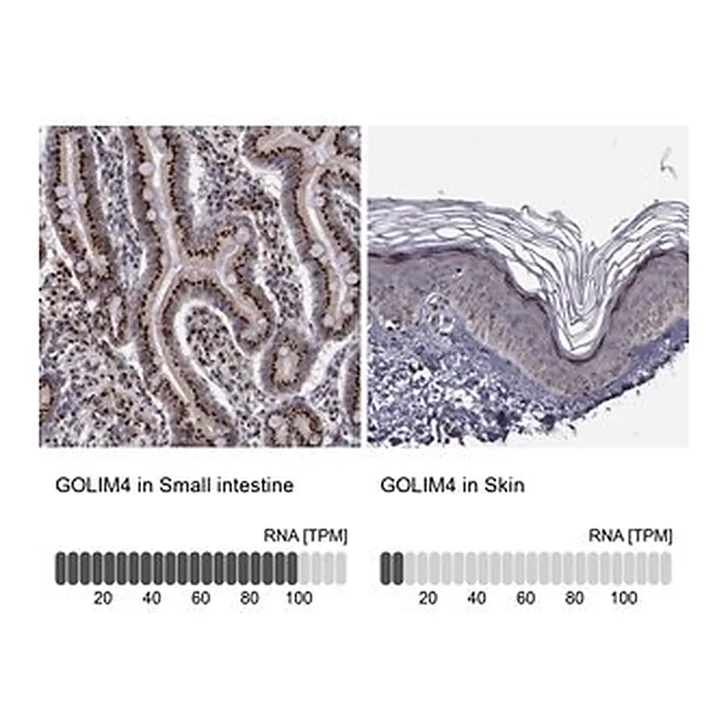 Merck Anti-GOLIM4 antibody produced in rabbit
