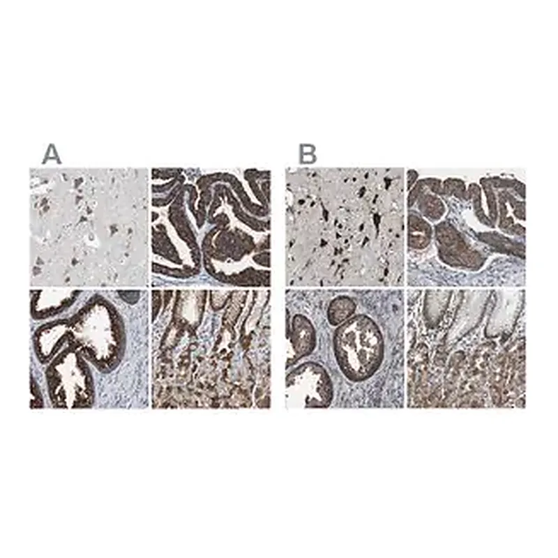 Merck Anti-USP10 antibody produced in rabbit