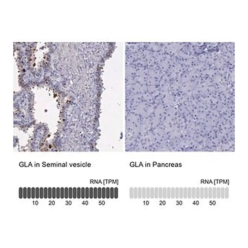 Merck Anti-GLA antibody produced in rabbit
