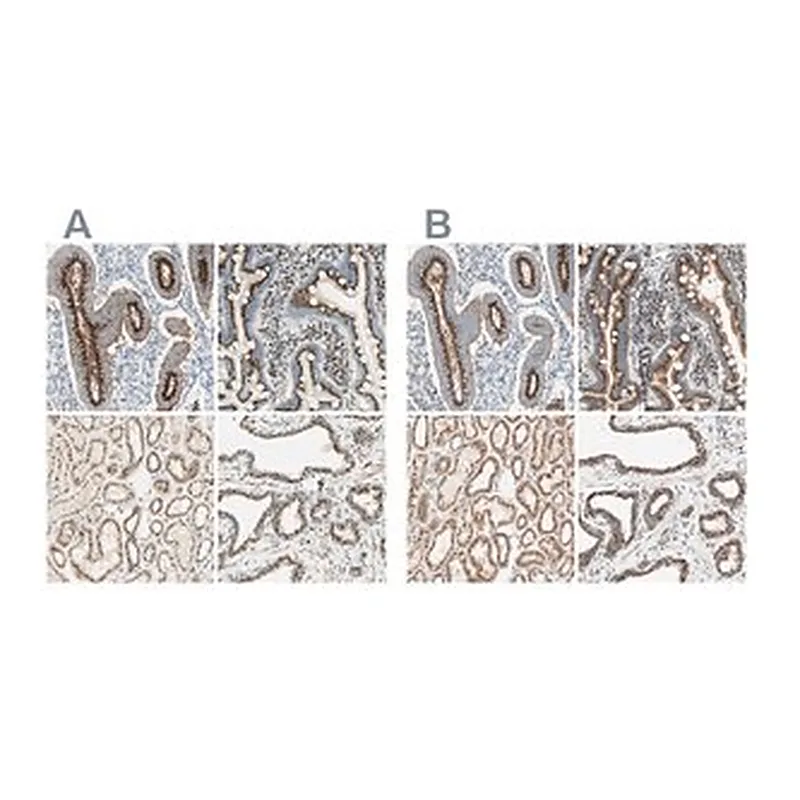 Merck Anti-GOLGB1 antibody produced in rabbit