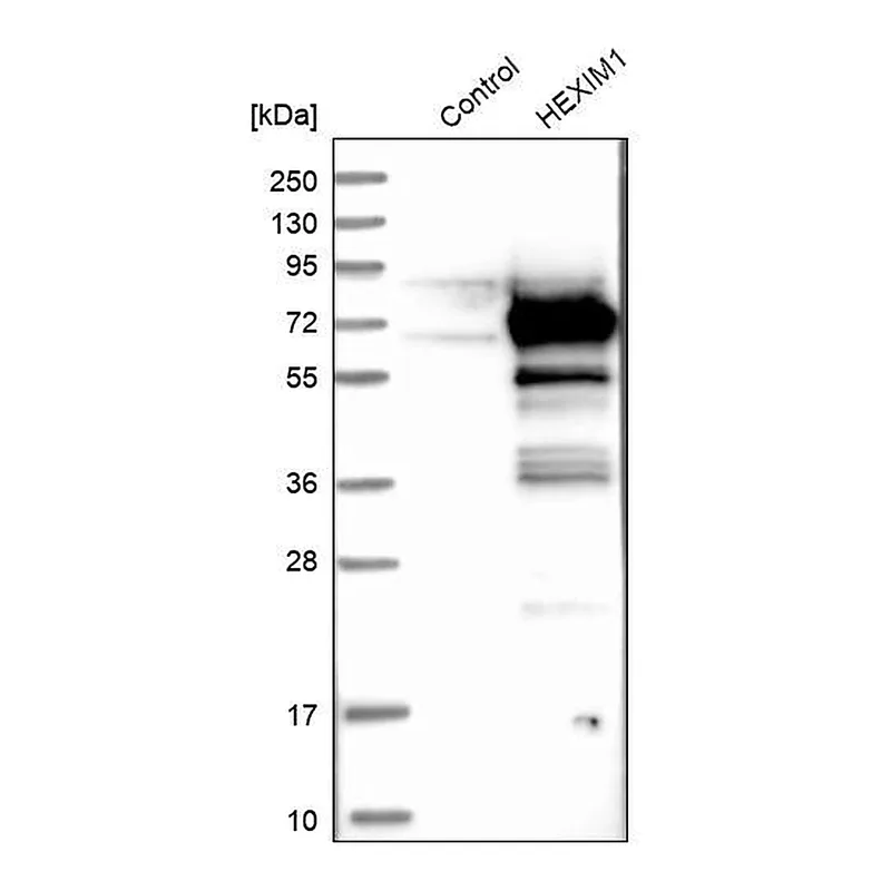 Merck Anti-HEXIM1 antibody produced in rabbit