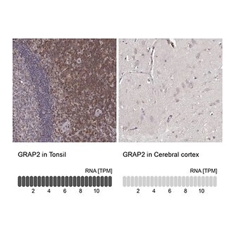 Merck Anti-GRAP2 antibody produced in rabbit
