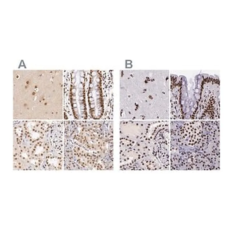 Merck Anti-GPKOW antibody produced in rabbit