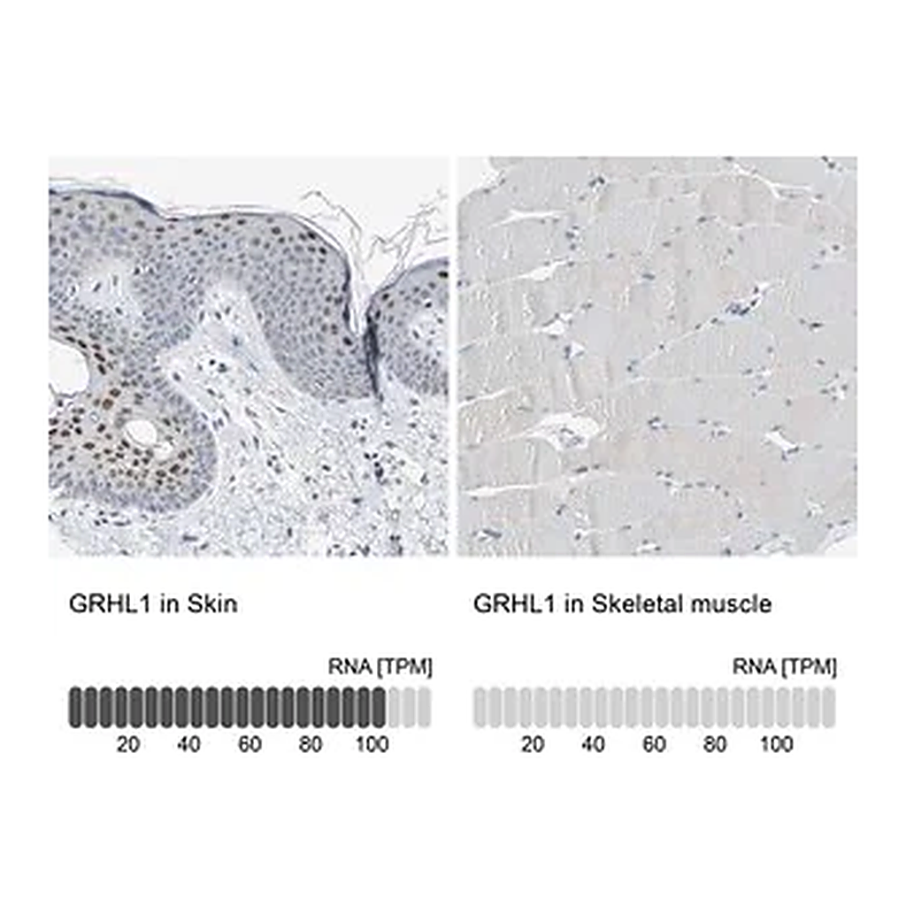Merck Anti-GRHL1 antibody produced in rabbit