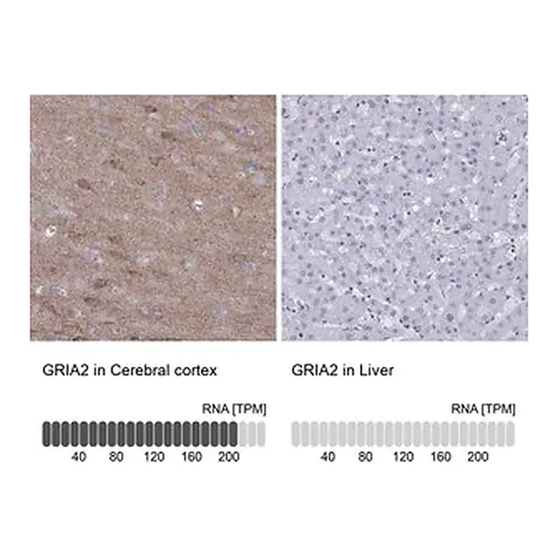 Merck Anti-GRIA2 antibody produced in rabbit