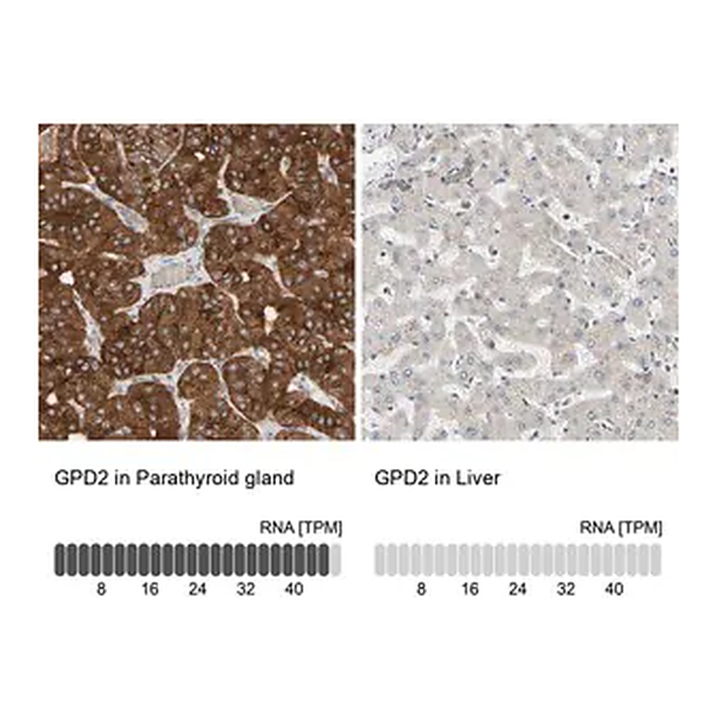 Merck Anti-GPD2 antibody produced in rabbit