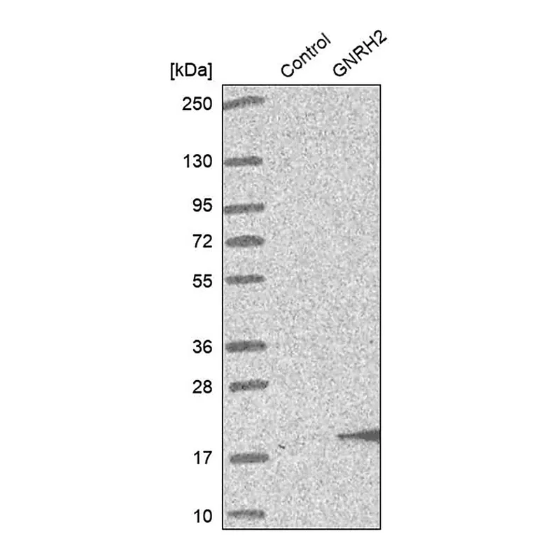 Merck Anti-GNRH2 antibody produced in rabbit