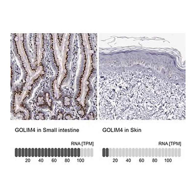 Merck Anti-GOLIM4 antibody produced in rabbit
