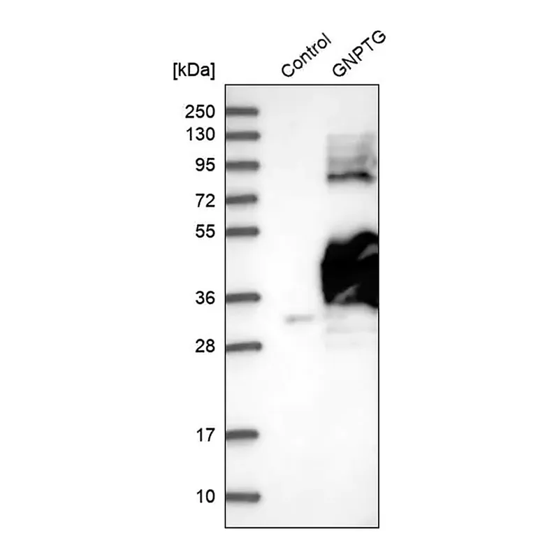 Merck Anti-GNPTG antibody produced in rabbit