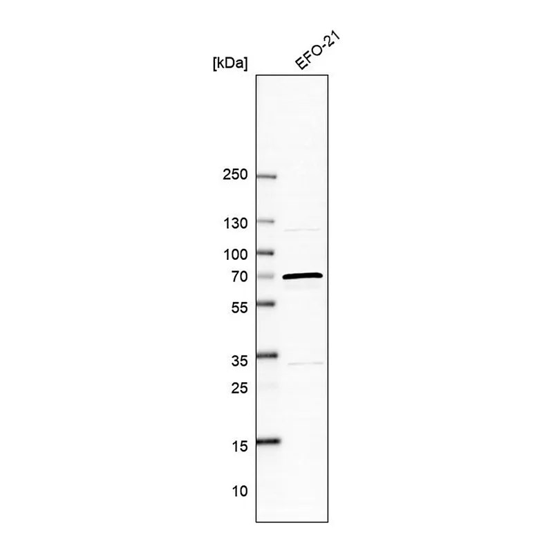 Merck Anti-ARSD antibody produced in rabbit