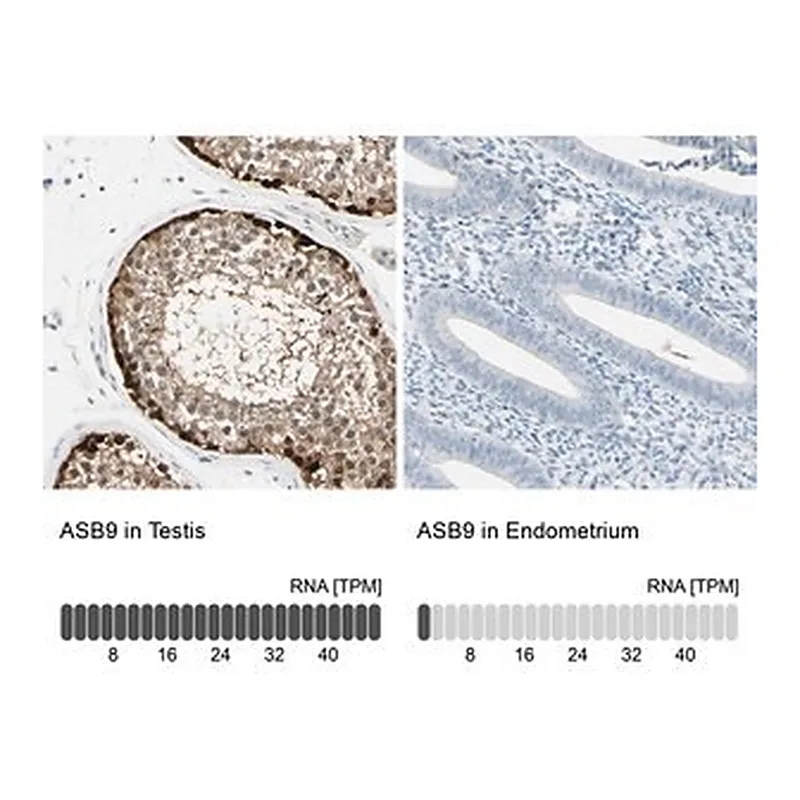 Merck Anti-ASB9 antibody produced in rabbit