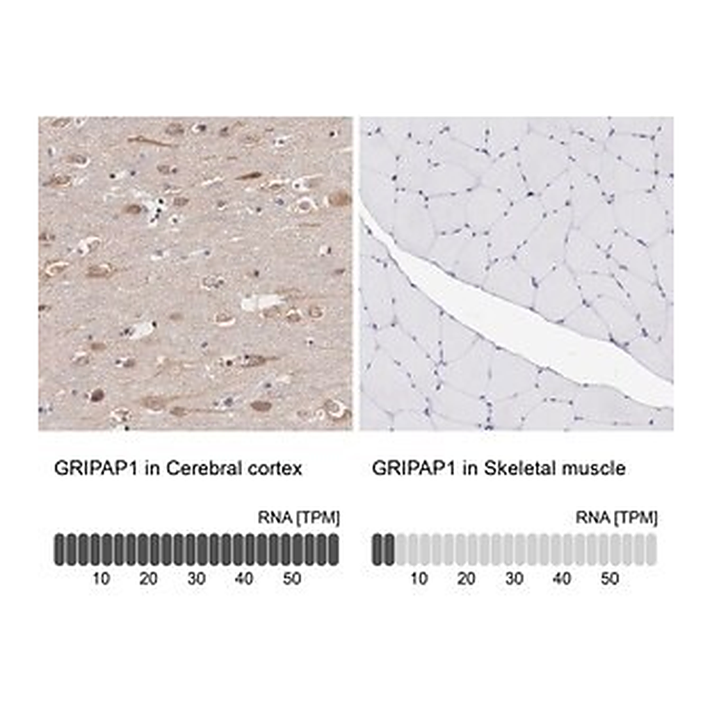 Merck Anti-GRIPAP1 antibody produced in rabbit