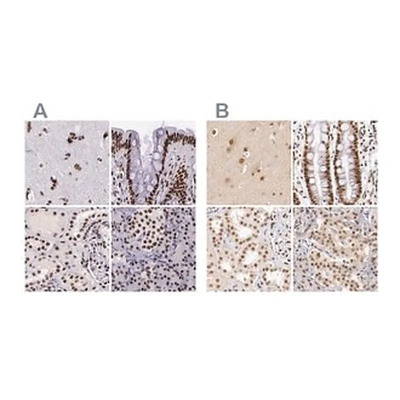 Merck Anti-GPKOW antibody produced in rabbit