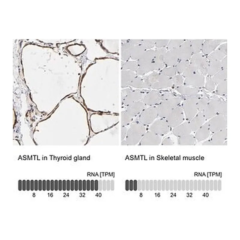 Merck Anti-ASMTL antibody produced in rabbit