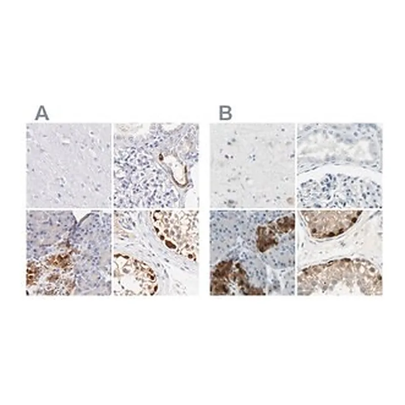 Merck Anti-ASB9 antibody produced in rabbit