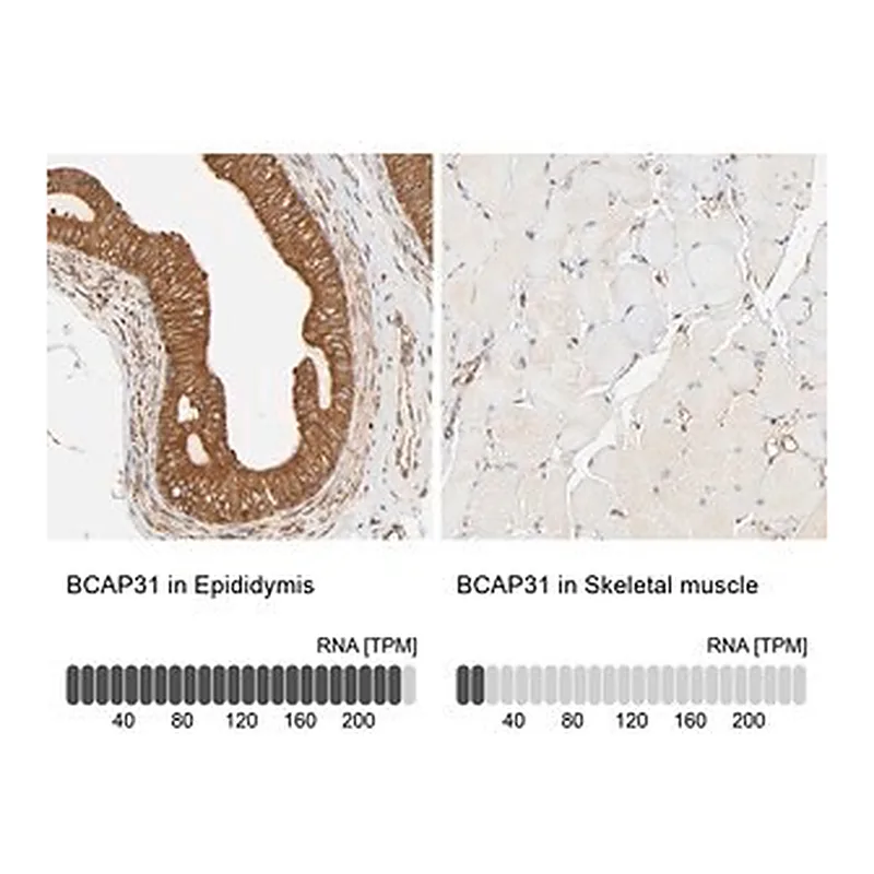 Merck Anti-BCAP31 antibody produced in rabbit