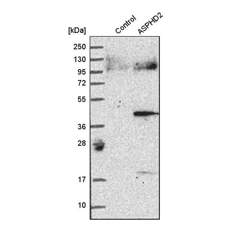 Merck Anti-ASPHD2 antibody produced in rabbit